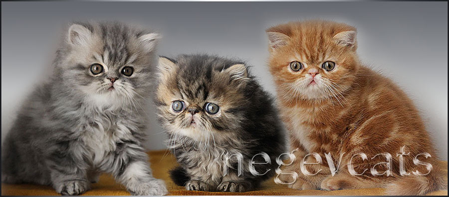 kittens 2011